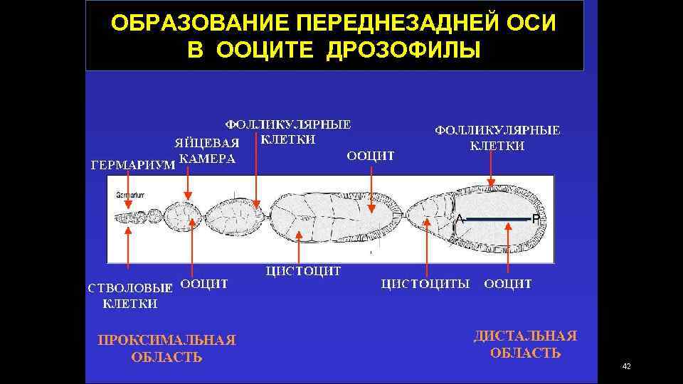 ОБРАЗОВАНИЕ ПЕРЕДНЕЗАДНЕЙ ОСИ В ООЦИТЕ ДРОЗОФИЛЫ МЕРОИСТИЧЕСКАЯ ПОЛИТРОФНАЯ A P 42 