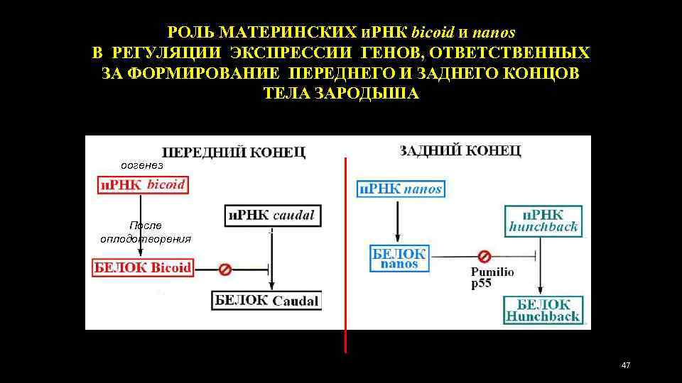 РОЛЬ МАТЕРИНСКИХ и. РНК bicoid и nanos В РЕГУЛЯЦИИ ЭКСПРЕССИИ ГЕНОВ, ОТВЕТСТВЕННЫХ ЗА ФОРМИРОВАНИЕ