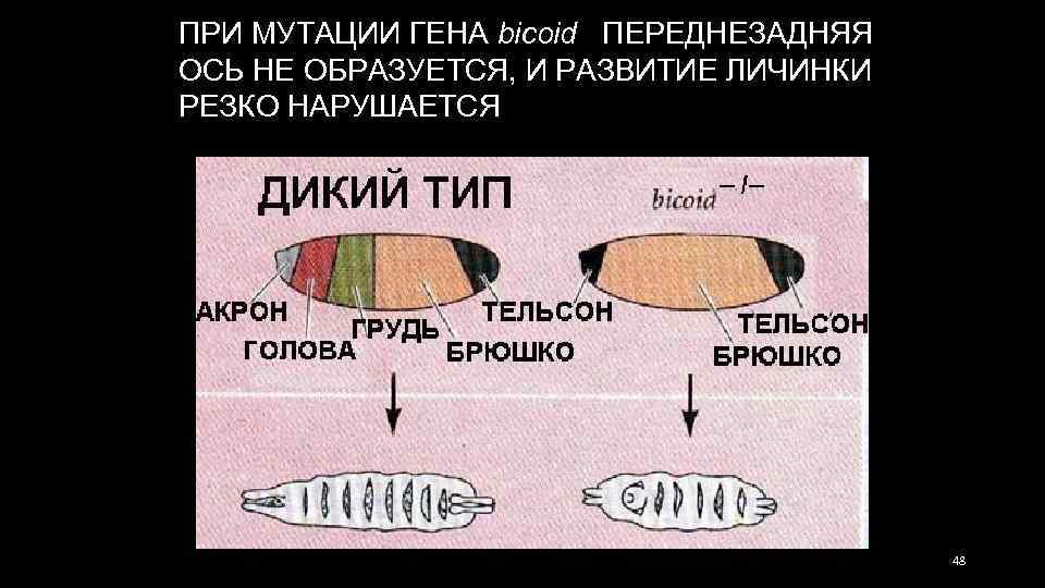 ПРИ МУТАЦИИ ГЕНА bicoid ПЕРЕДНЕЗАДНЯЯ ОСЬ НЕ ОБРАЗУЕТСЯ, И РАЗВИТИЕ ЛИЧИНКИ РЕЗКО НАРУШАЕТСЯ 48