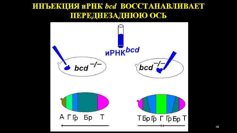 ИНЪЕКЦИЯ и. РНК bcd ВОССТАНАВЛИВАЕТ ПЕРЕДНЕЗАДНЮЮ ОСЬ 49 