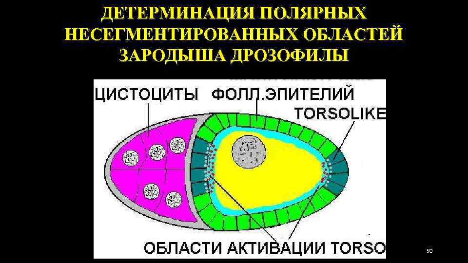 ДЕТЕРМИНАЦИЯ ПОЛЯРНЫХ НЕСЕГМЕНТИРОВАННЫХ ОБЛАСТЕЙ ЗАРОДЫША ДРОЗОФИЛЫ 50 