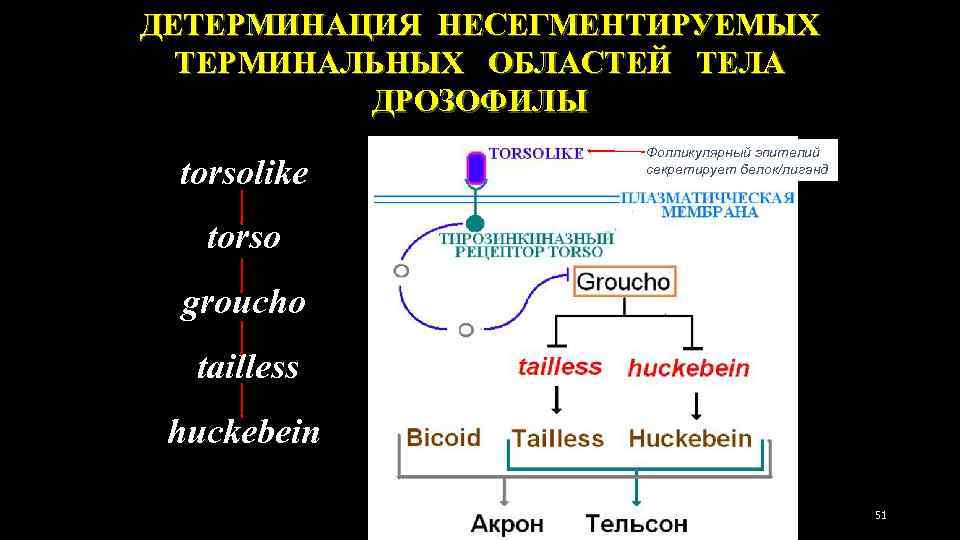 ДЕТЕРМИНАЦИЯ НЕСЕГМЕНТИРУЕМЫХ ТЕРМИНАЛЬНЫХ ОБЛАСТЕЙ ТЕЛА ДРОЗОФИЛЫ torsolike Фолликулярный эпителий секретирует белок/лиганд torso groucho tailless