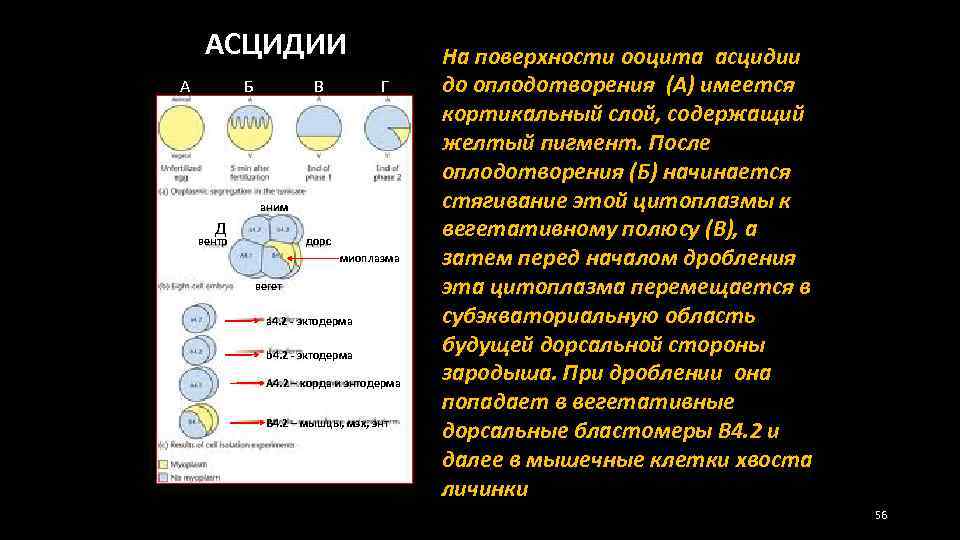 АСЦИДИИ А Б В Г аним Д вентр дорс миоплазма вегет а 4. 2