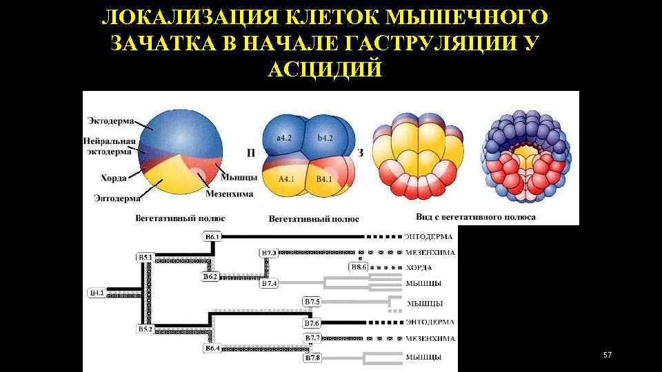 ЛОКАЛИЗАЦИЯ КЛЕТОК МЫШЕЧНОГО ЗАЧАТКА В НАЧАЛЕ ГАСТРУЛЯЦИИ У АСЦИДИЙ 57 