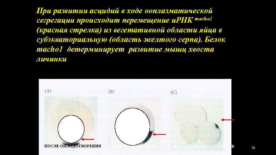При развитии асцидий в ходе ооплазматической сегрегации происходит перемещение и. РНК macho 1 (красная