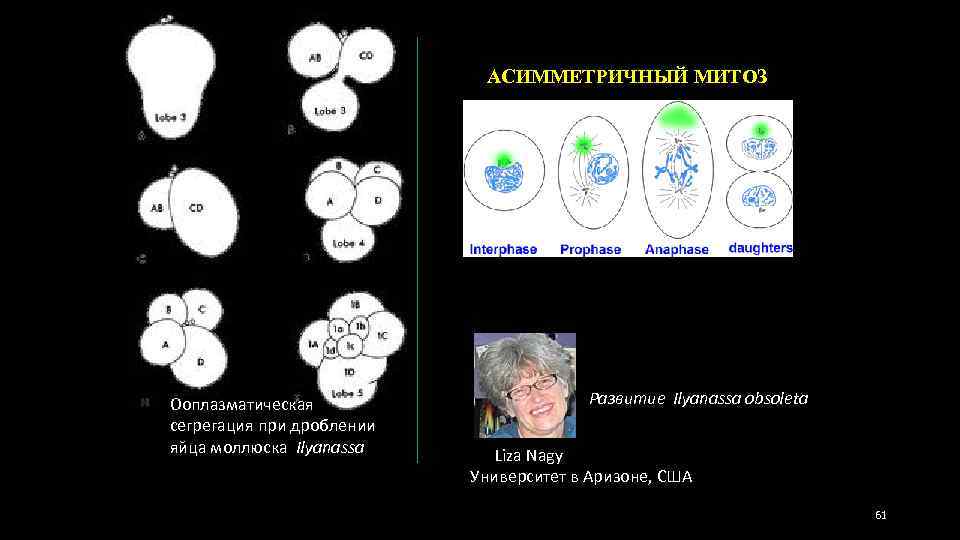 АСИММЕТРИЧНЫЙ МИТОЗ Ооплазматическая сегрегация при дроблении яйца моллюска Ilyanassa Развитие Ilyanassa obsoleta Liza Nagy