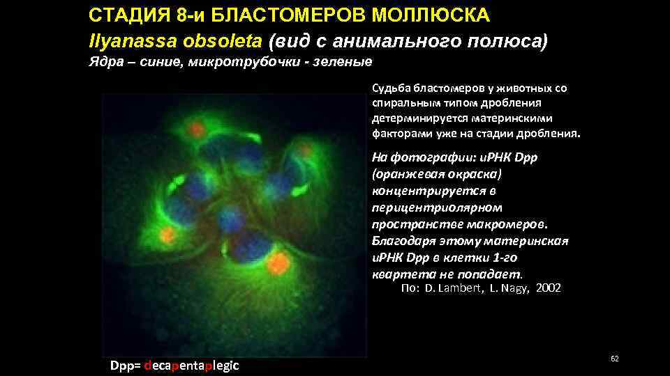 СТАДИЯ 8 -и БЛАСТОМЕРОВ МОЛЛЮСКА Ilyanassa obsoleta (вид с анимального полюса) Ядра – синие,