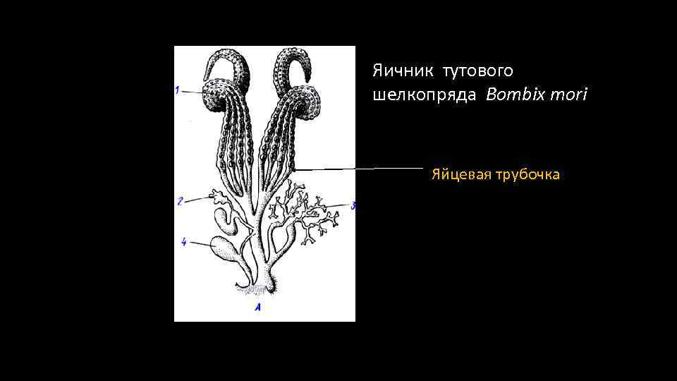 Яичник тутового шелкопряда Bombix mori Яйцевая трубочка 