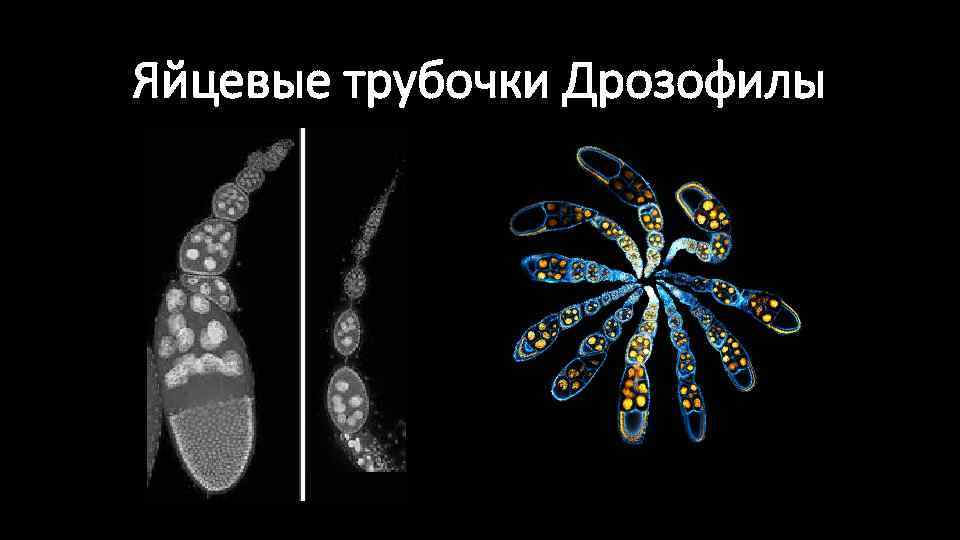 Яйцевые трубочки Дрозофилы 