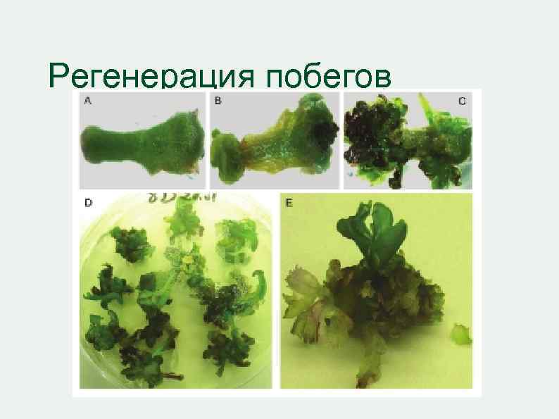Регенерация побегов 