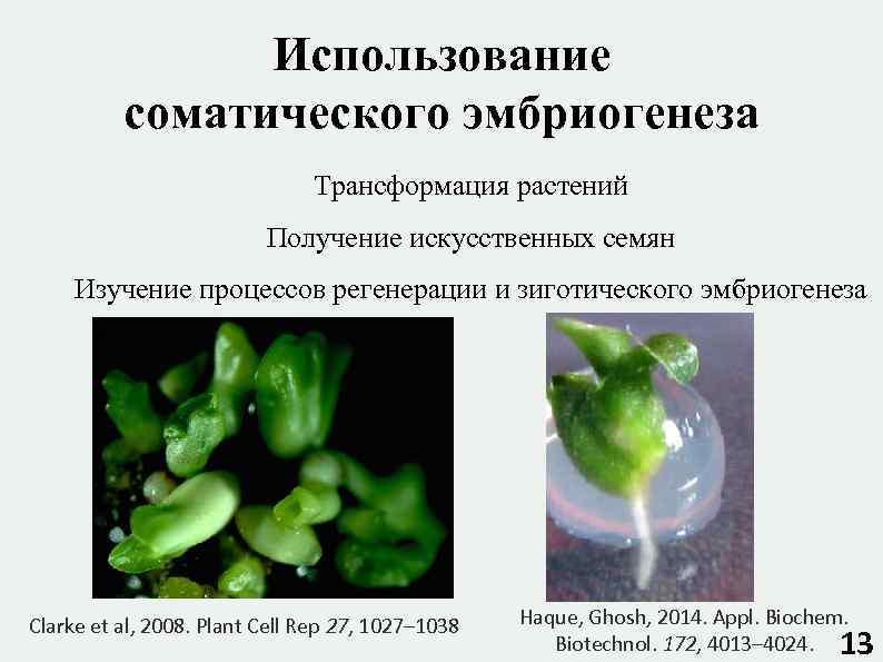 Использование соматического эмбриогенеза Трансформация растений Получение искусственных семян Изучение процессов регенерации и зиготического эмбриогенеза