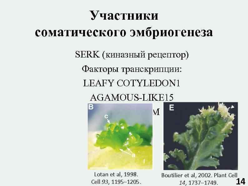 Участники соматического эмбриогенеза SERK (киназный рецептор) Факторы транскрипции: LEAFY COTYLEDON 1 AGAMOUS-LIKE 15 BABYBOOM