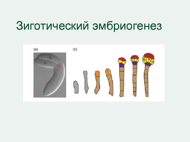 Зиготический эмбриогенез 