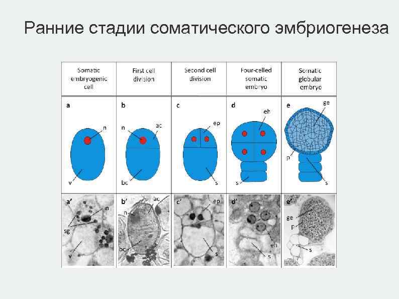 Ранние стадии соматического эмбриогенеза 