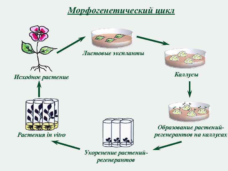 Морфогенетический цикл Листовые экспланты Каллусы Исходное растение Образование растенийрегенерантов на каллусах Растения in vitro