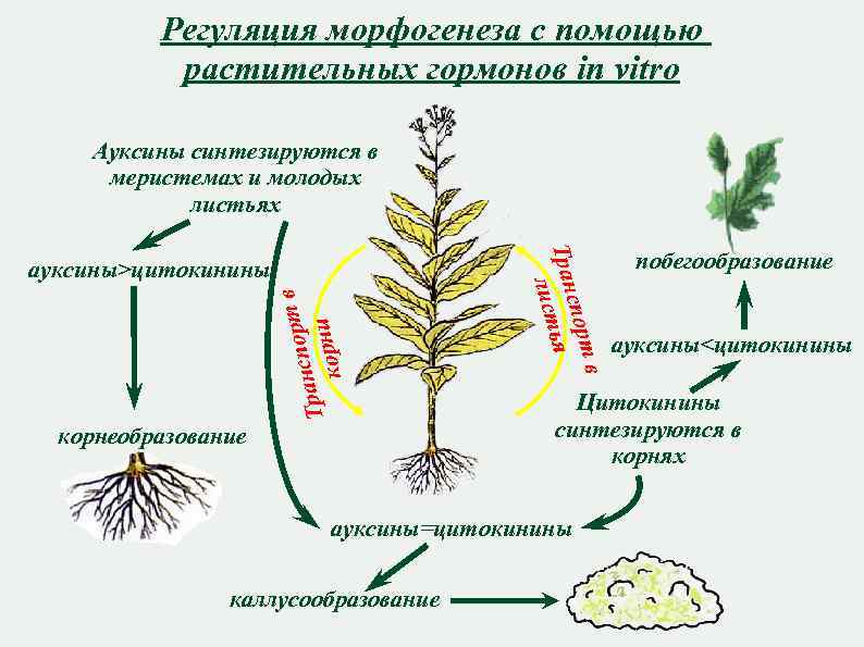 Регуляция морфогенеза с помощью растительных гормонов in vitro Ауксины синтезируются в меристемах и молодых