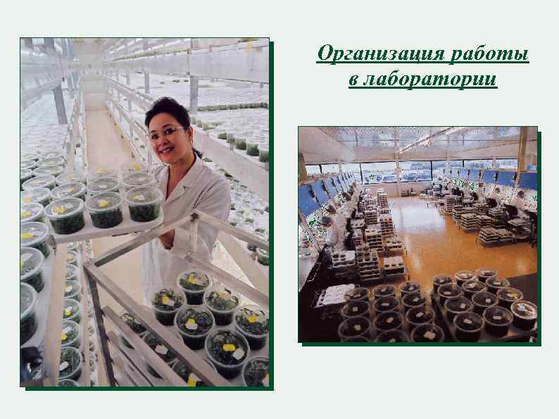 Организация работы в лаборатории 