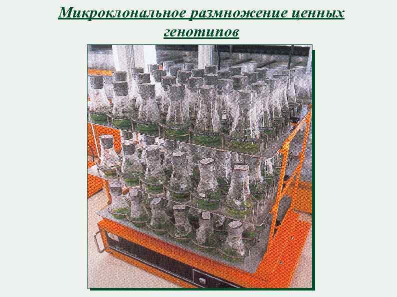 Микроклональное размножение ценных генотипов 