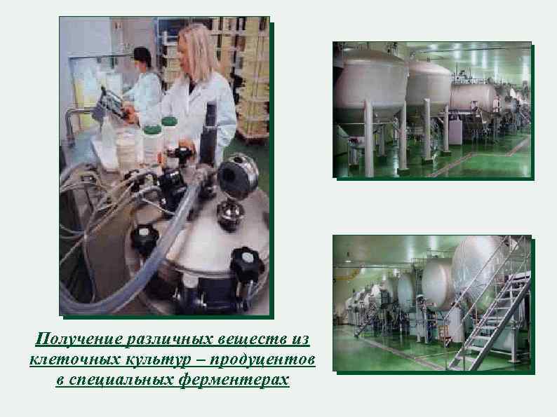 Получение различных веществ из клеточных культур – продуцентов в специальных ферментерах 