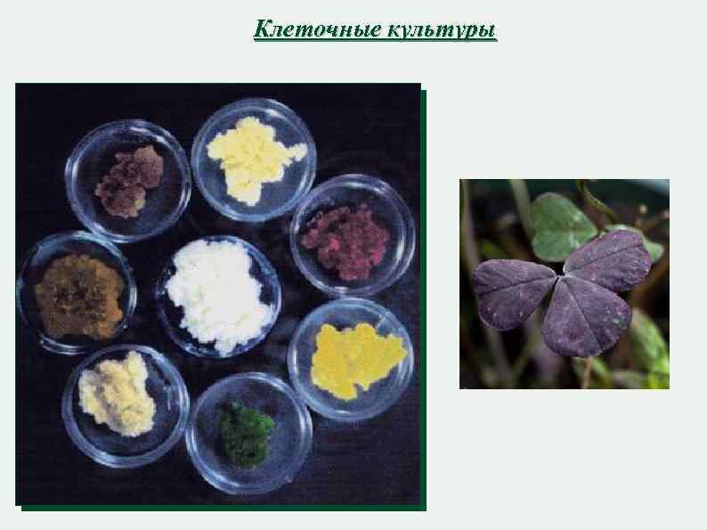 Клеточные культуры 