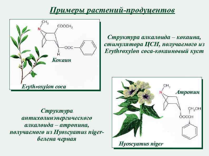 Алкалоиды примеры. Алкалоиды. Метаболиты кокаина.