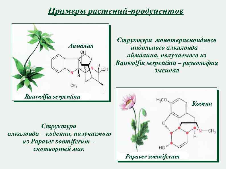 Примеры растений-продуцентов Аймалин Структура монотерпеноидного индольного алкалоида – аймалина, получаемого из Rauwolfia serpentina –