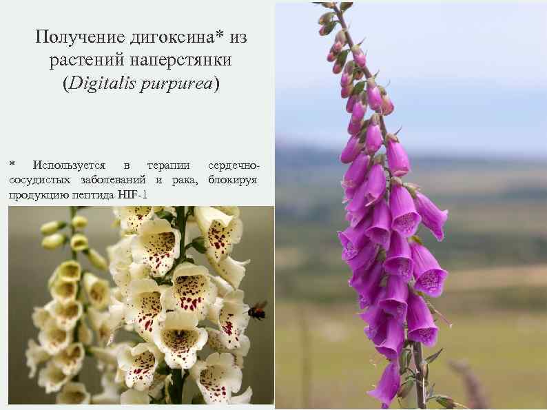 Получение дигоксина* из растений наперстянки (Digitalis purpurea) * Используется в терапии сердечнососудистых заболеваний и