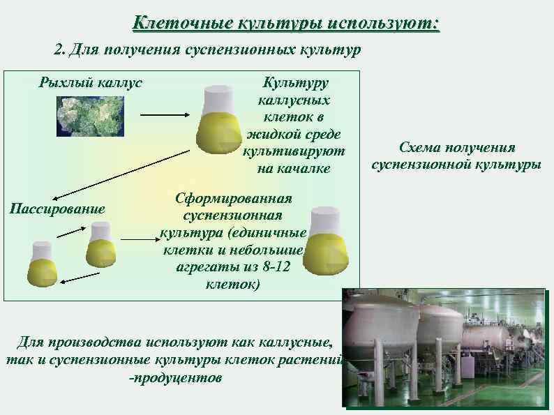 Клеточные культуры используют: 2. Для получения суспензионных культур Рыхлый каллус Пассирование Культуру каллусных клеток