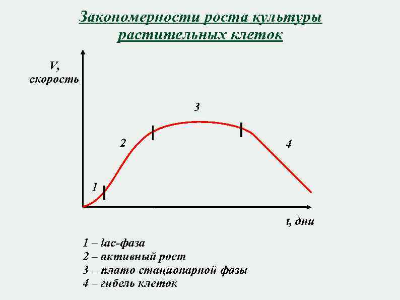 Закономерности роста культуры растительных клеток V, скорость 3 2 4 1 t, дни 1