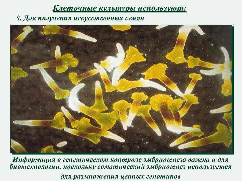 Клеточные культуры используют: 3. Для получения искусственных семян Информация о генетическом контроле эмбриогенеза важна