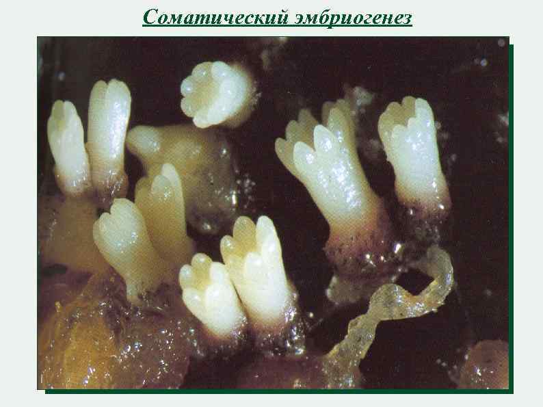 Соматический эмбриогенез 