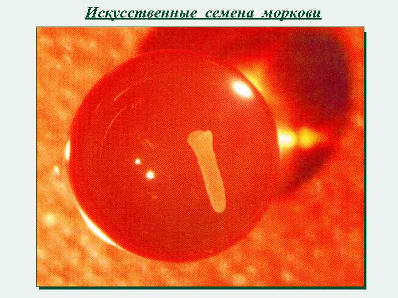 Искусственные семена моркови 