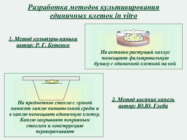 Разработка методов культивирования единичных клеток in vitro 1. Метод культуры-няньки автор: Р. Г. Бутенко