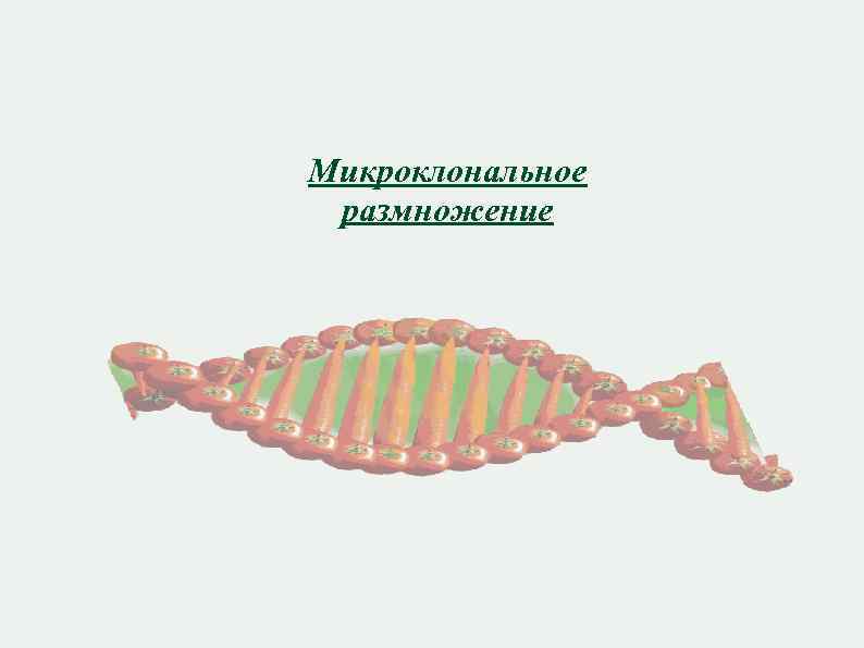 Микроклональное размножение 