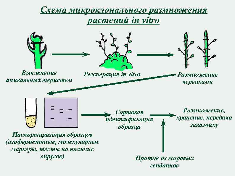 Схема микроклонального размножения растений in vitro Вычленение апикальных меристем Регенерация in vitro Сортовая идентификация