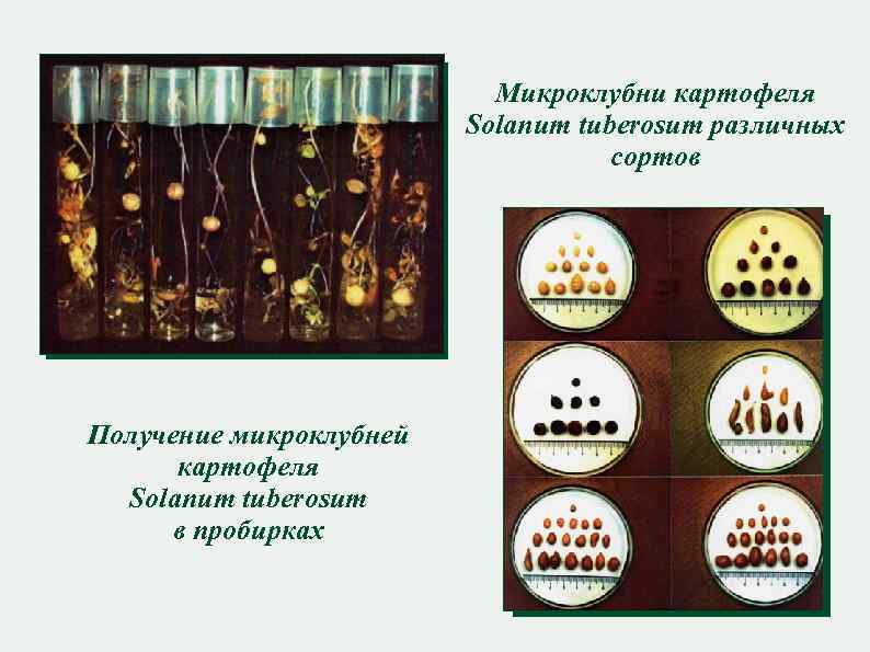Микроклубни картофеля Solanum tuberosum различных сортов Получение микроклубней картофеля Solanum tuberosum в пробирках 