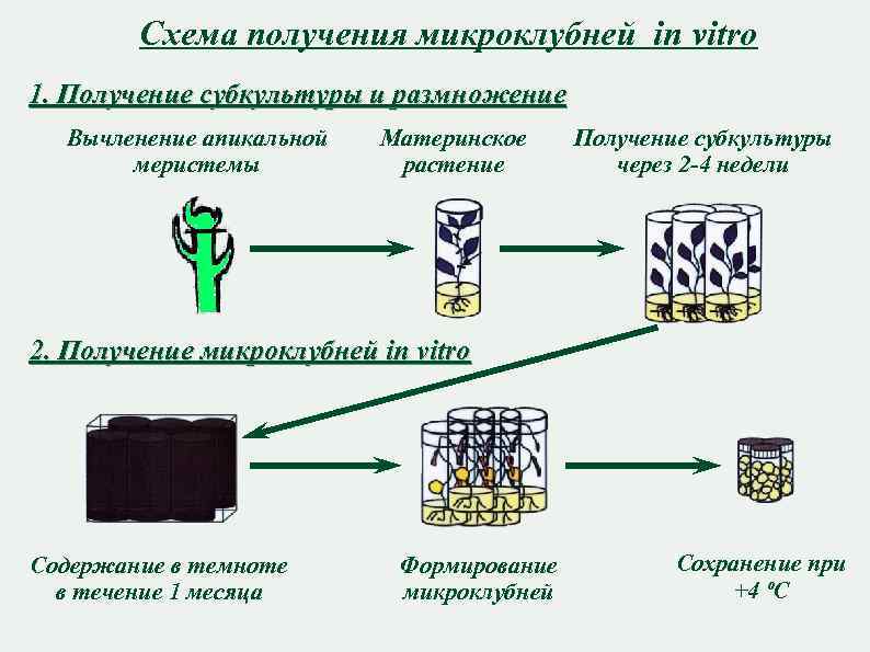 Схема получения микроклубней in vitro 1. Получение субкультуры и размножение Вычленение апикальной меристемы Материнское