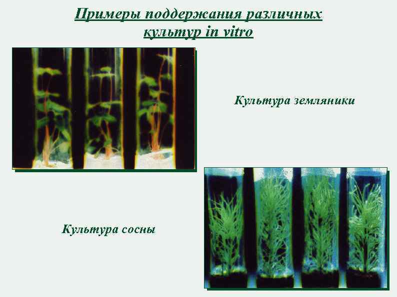 Примеры поддержания различных культур in vitro Культура земляники Культура сосны 