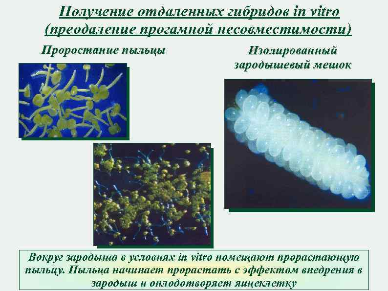 Получение отдаленных гибридов in vitro (преодаление прогамной несовместимости) Проростание пыльцы Изолированный зародышевый мешок Вокруг