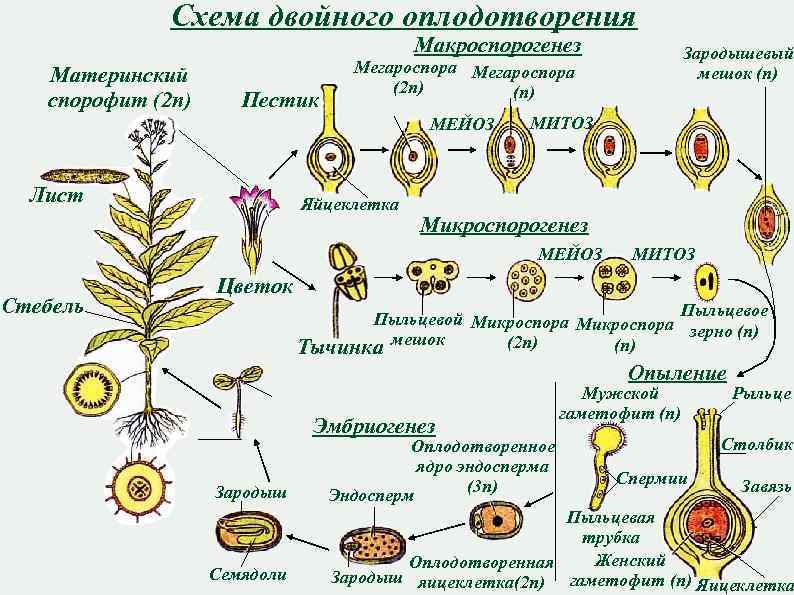 Схема двойного оплодотворения Макроспорогенез Материнский спорофит (2 n) Пестик Мегароспора (2 n) (n) МЕЙОЗ