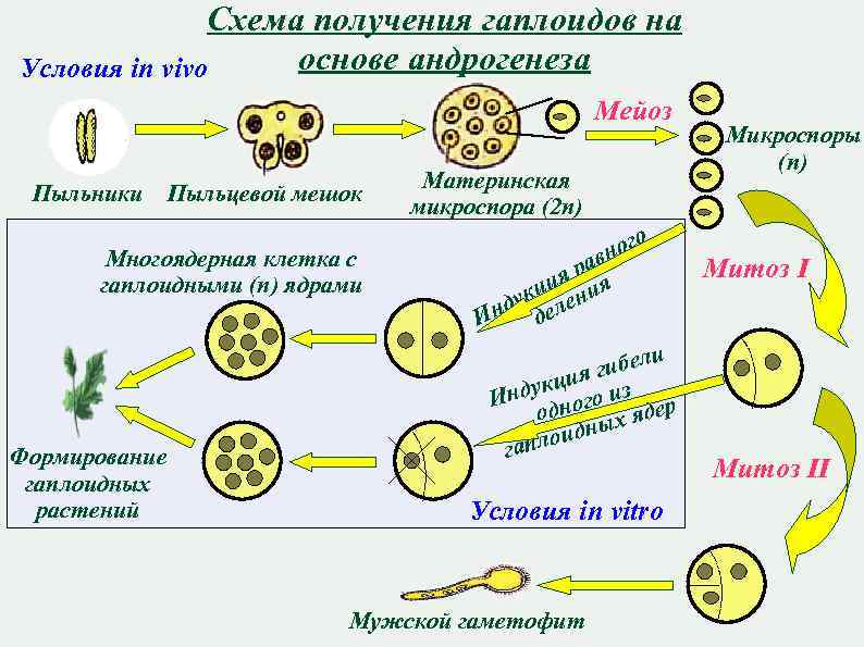 Схема получения гаплоидов на основе андрогенеза Условия in vivo Мейоз Пыльники Пыльцевой мешок Многоядерная