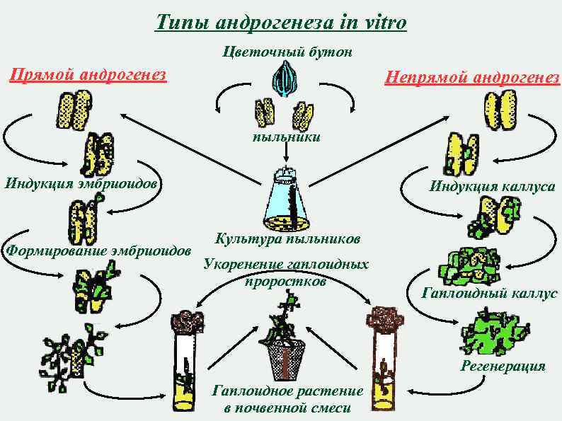 Типы андрогенеза in vitro Цветочный бутон Прямой андрогенез Непрямой андрогенез пыльники Индукция эмбриоидов Формирование