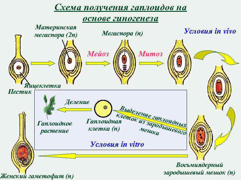 Схема получения гаплоидов на основе гиногенеза Материнская мегаспора (2 n) Мегаспора (n) Мейоз Условия