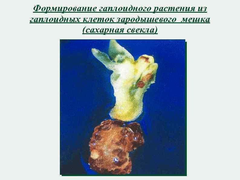 Формирование гаплоидного растения из гаплоидных клеток зародышевого мешка (сахарная свекла) 