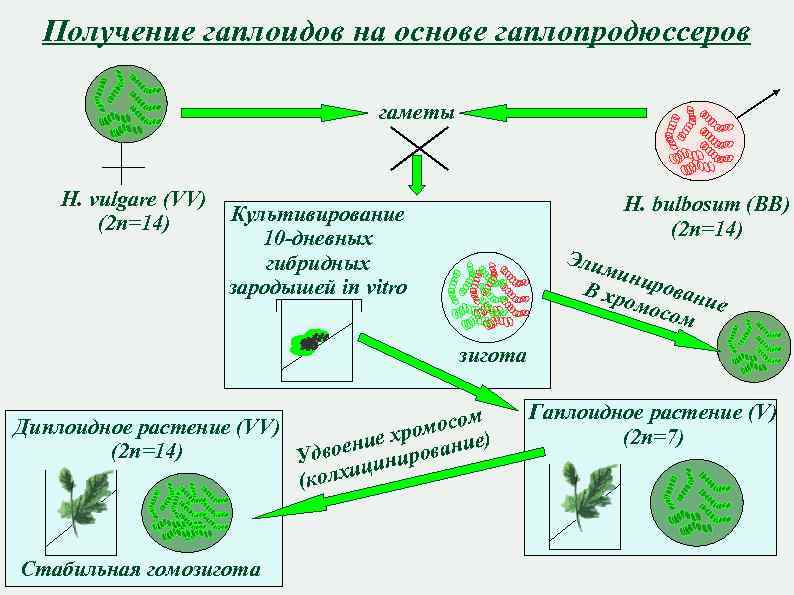 Получение гаплоидов на основе гаплопродюссеров гаметы H. vulgare (VV) (2 n=14) H. bulbosum (BB)