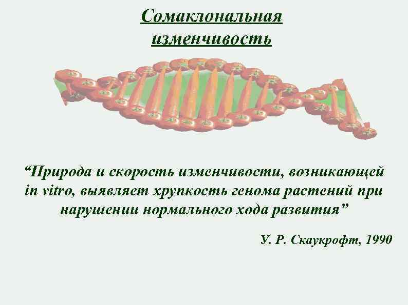 Сомаклональная изменчивость “Природа и скорость изменчивости, возникающей in vitro, выявляет хрупкость генома растений при