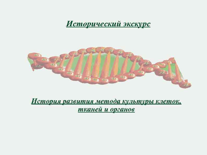 Исторический экскурс История развития метода культуры клеток, тканей и органов 