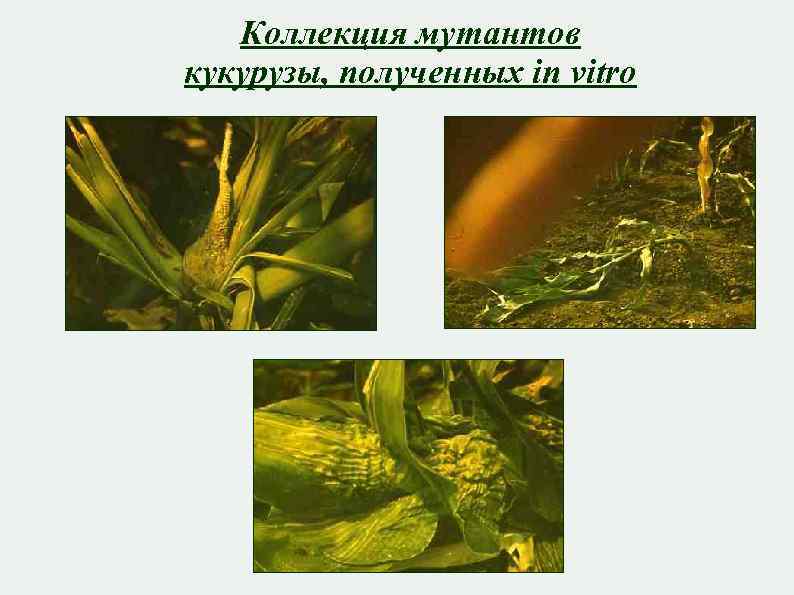 Коллекция мутантов кукурузы, полученных in vitro 