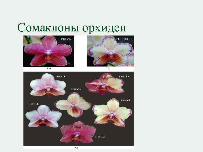 Сомаклоны орхидеи 