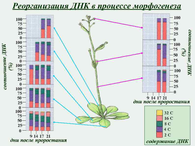 100 75 50 25 0 100 75 50 25 0 соотношение ДНК (%) Реорганизация